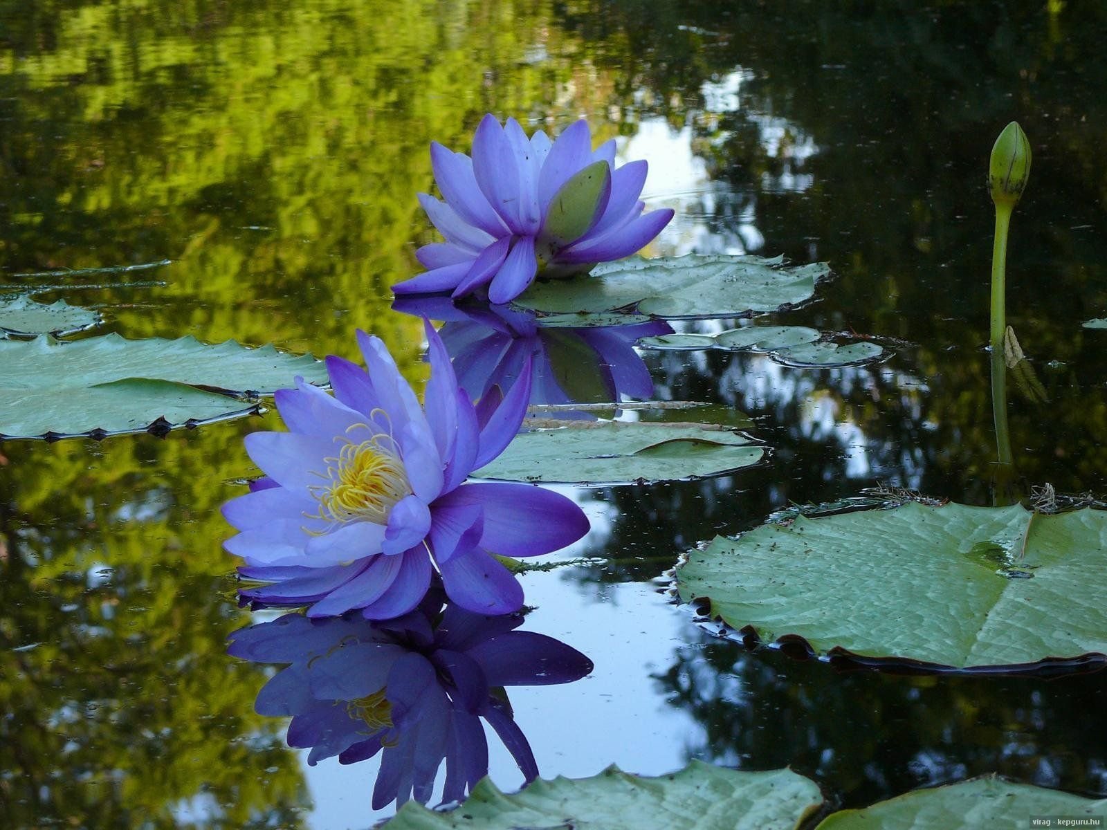 Водонос цветок