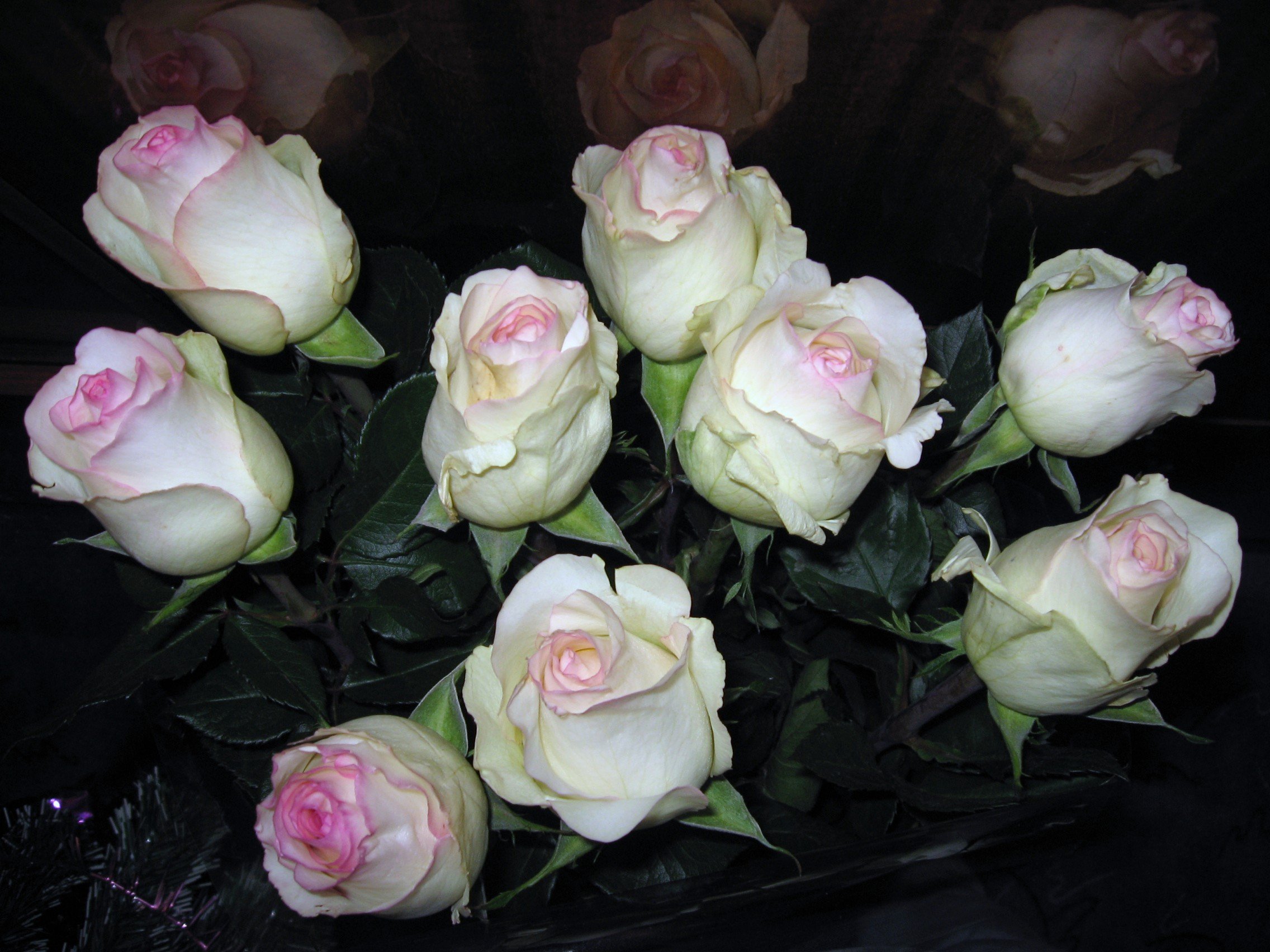 Белые розы с красной каймой