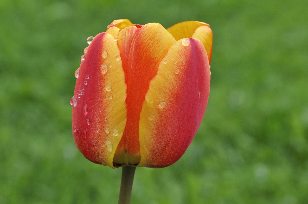 Тюльпан обыкновенный