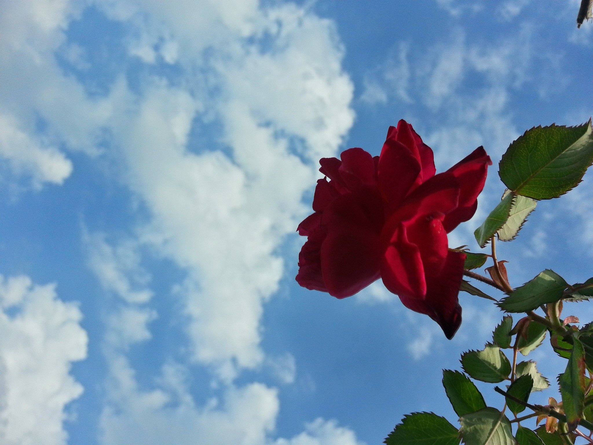 Розы и небо