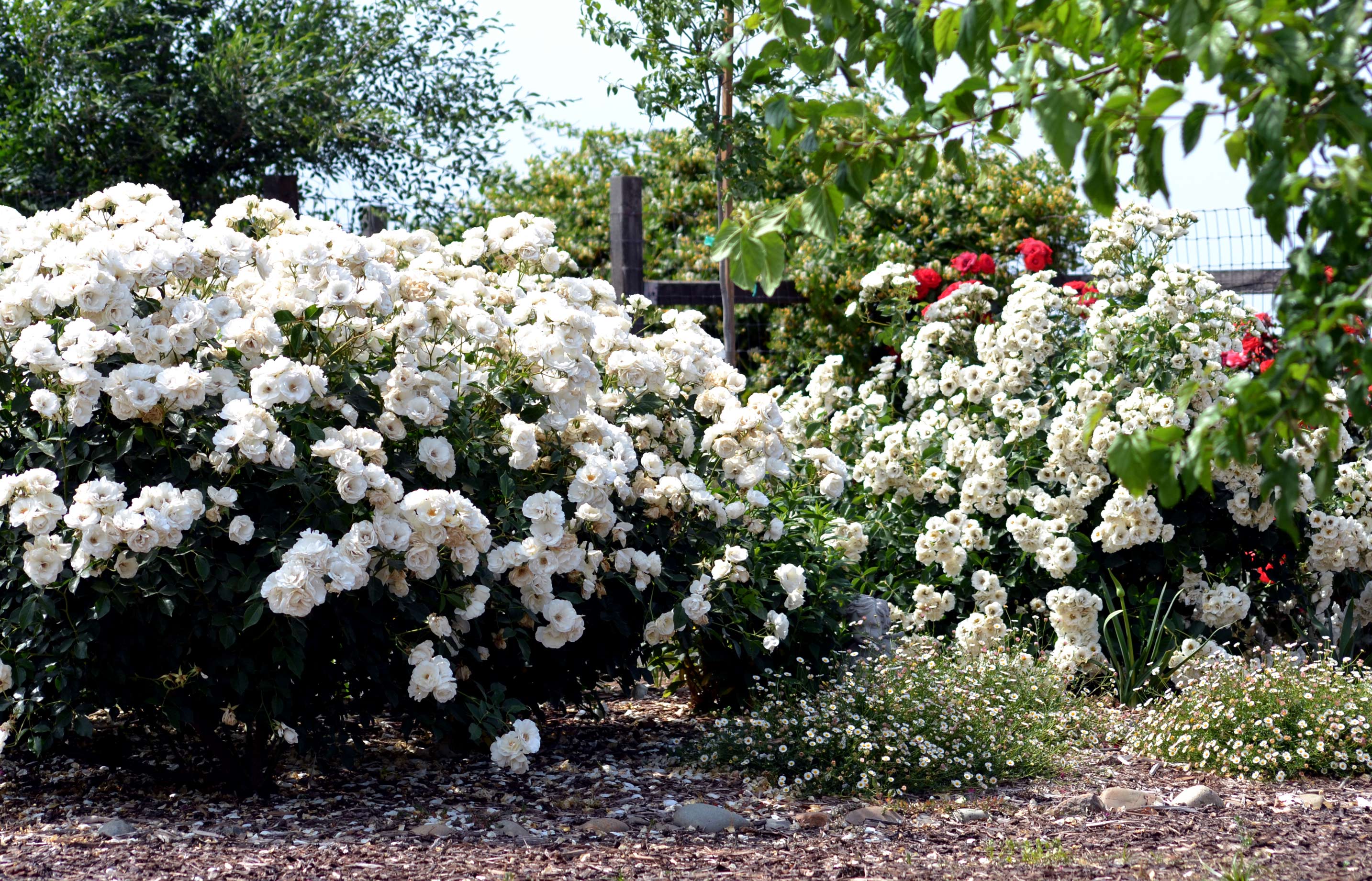 Сад из белых роз