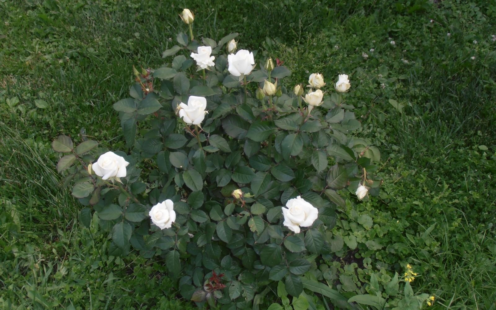 Шиповник чайная роза
