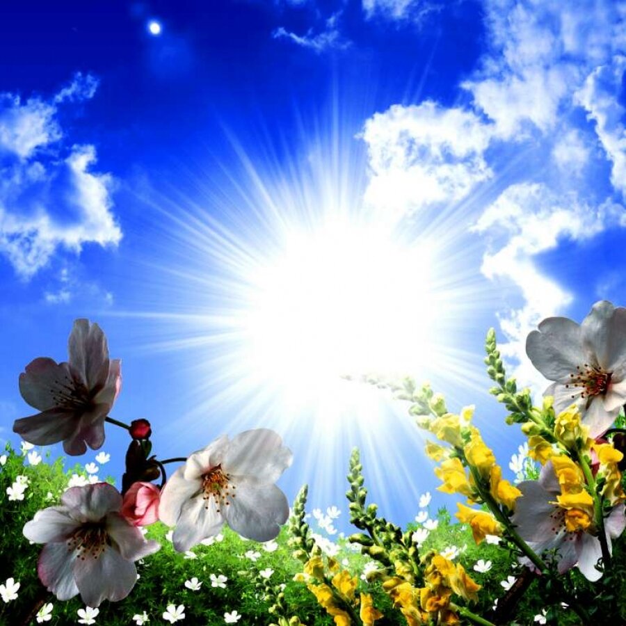 Солнце небо цветы