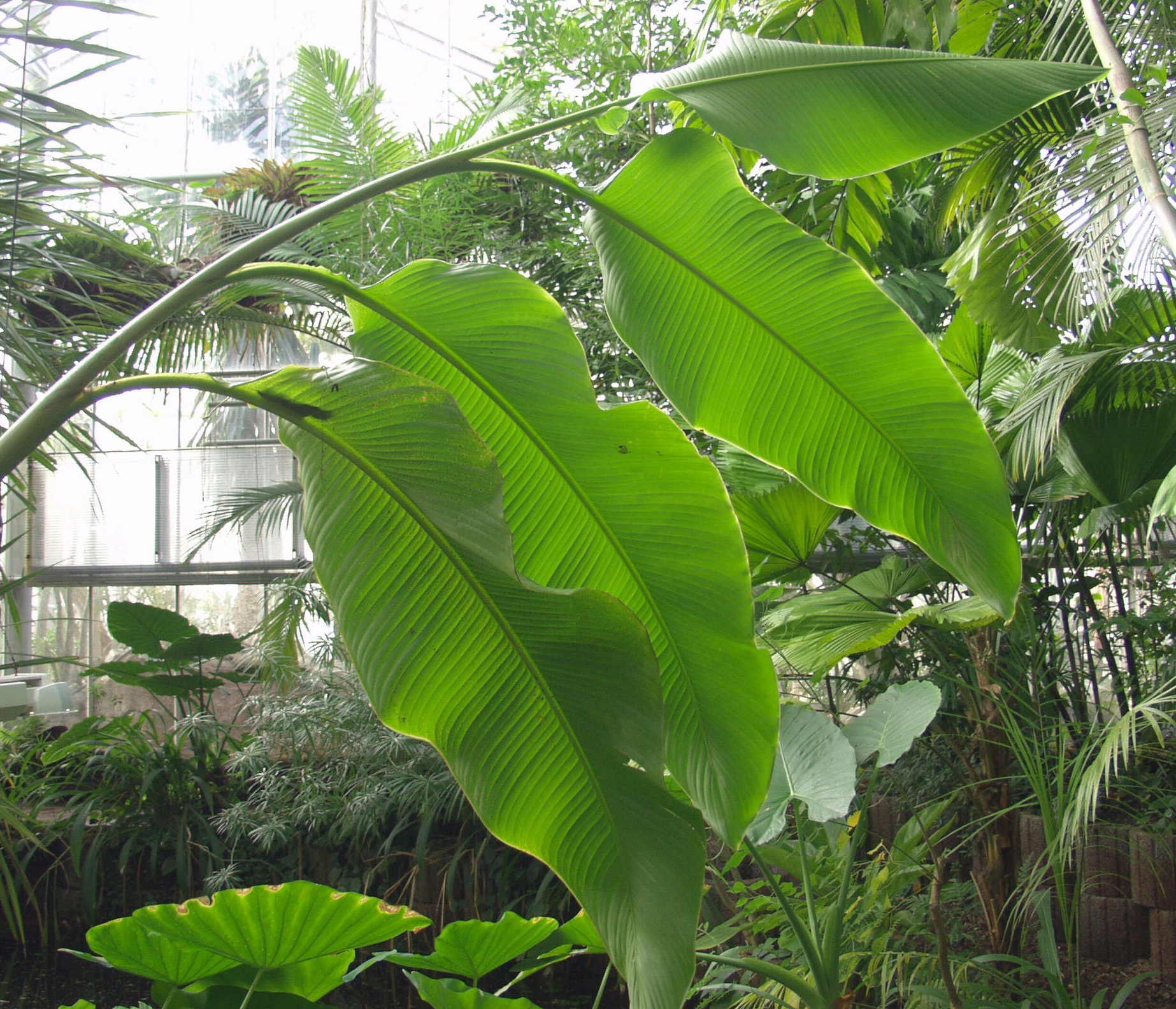 комнатные тропические растения фото