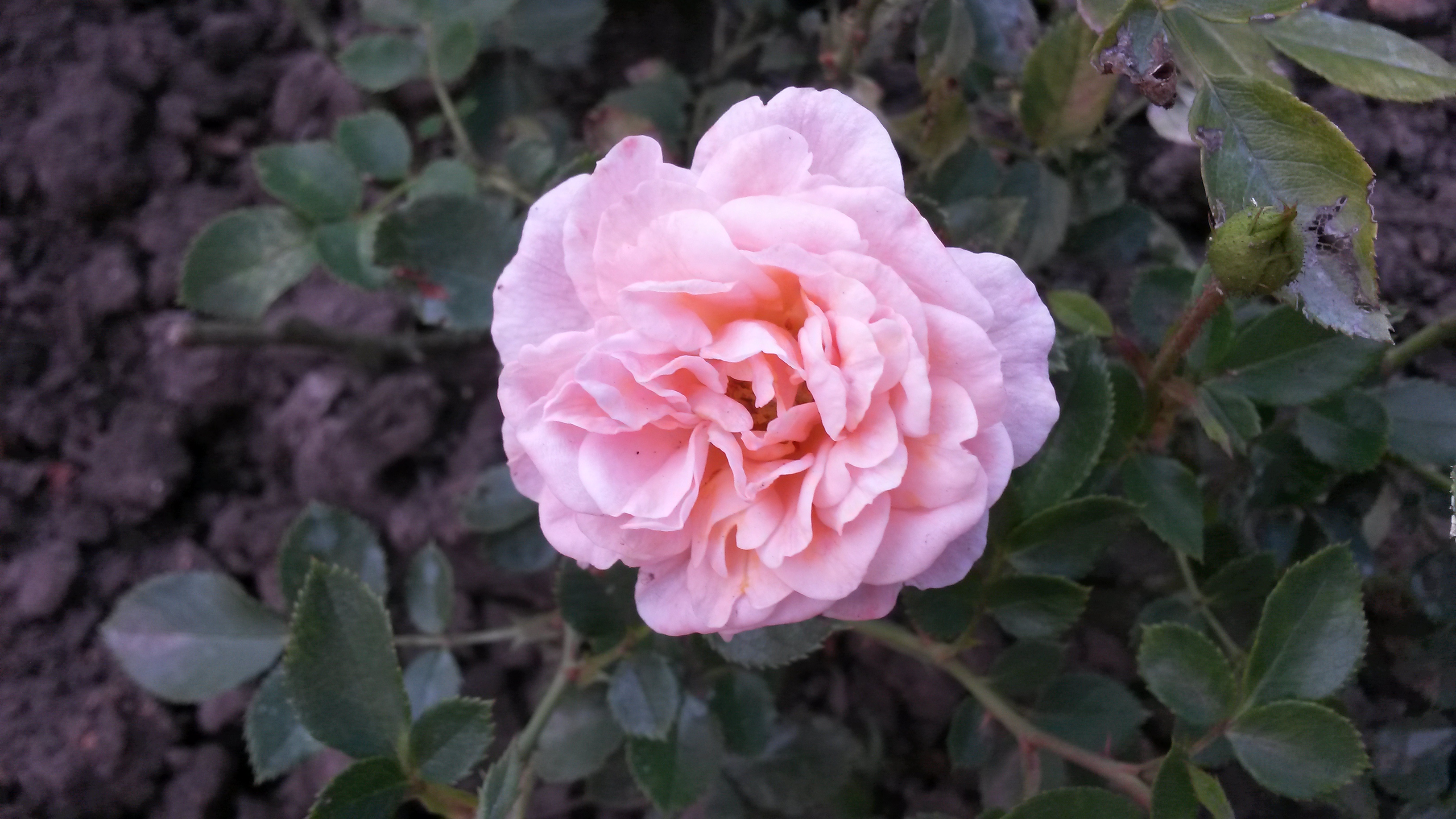 Роза Peach Clementine