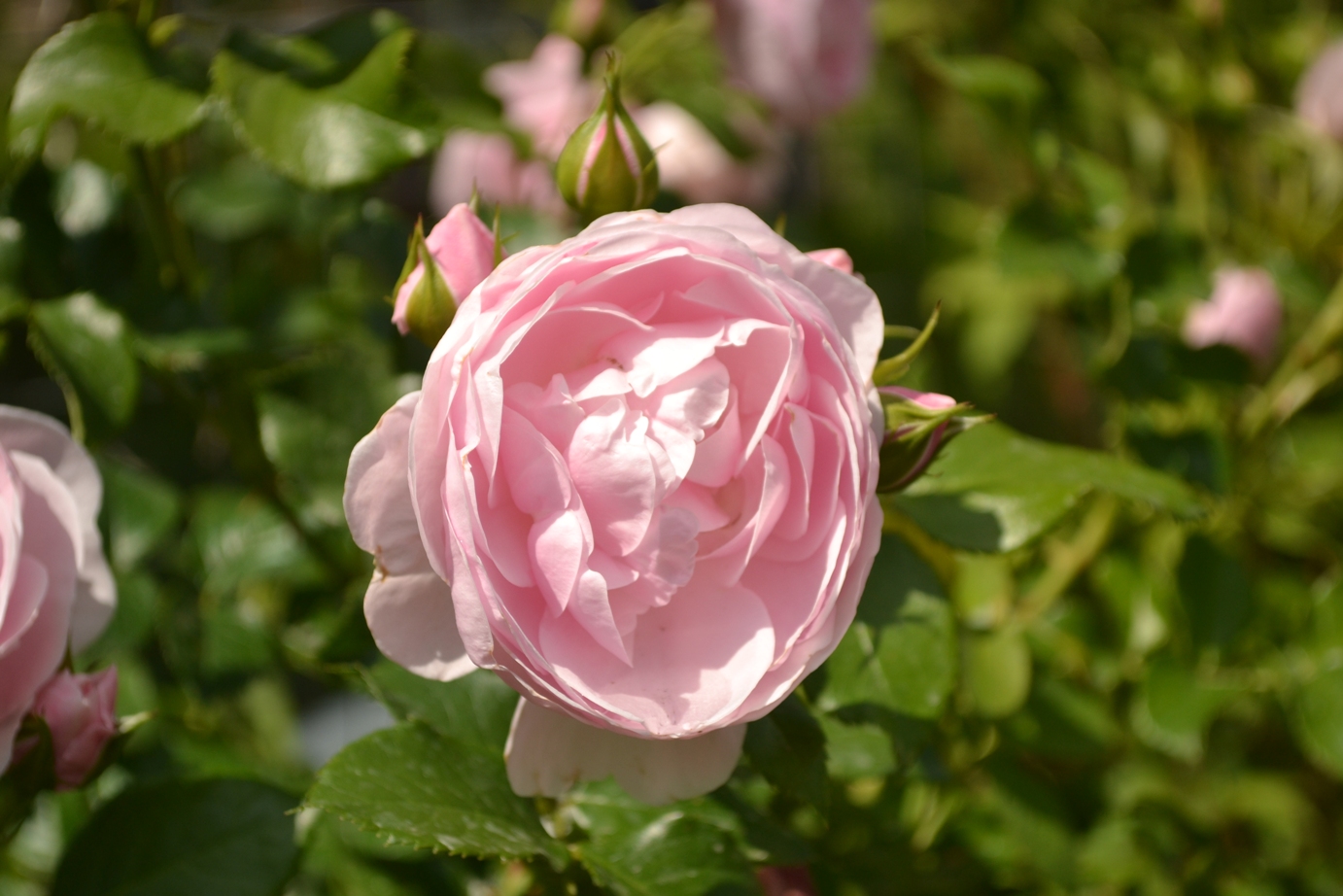 Роза Cyclamen Eden Rose