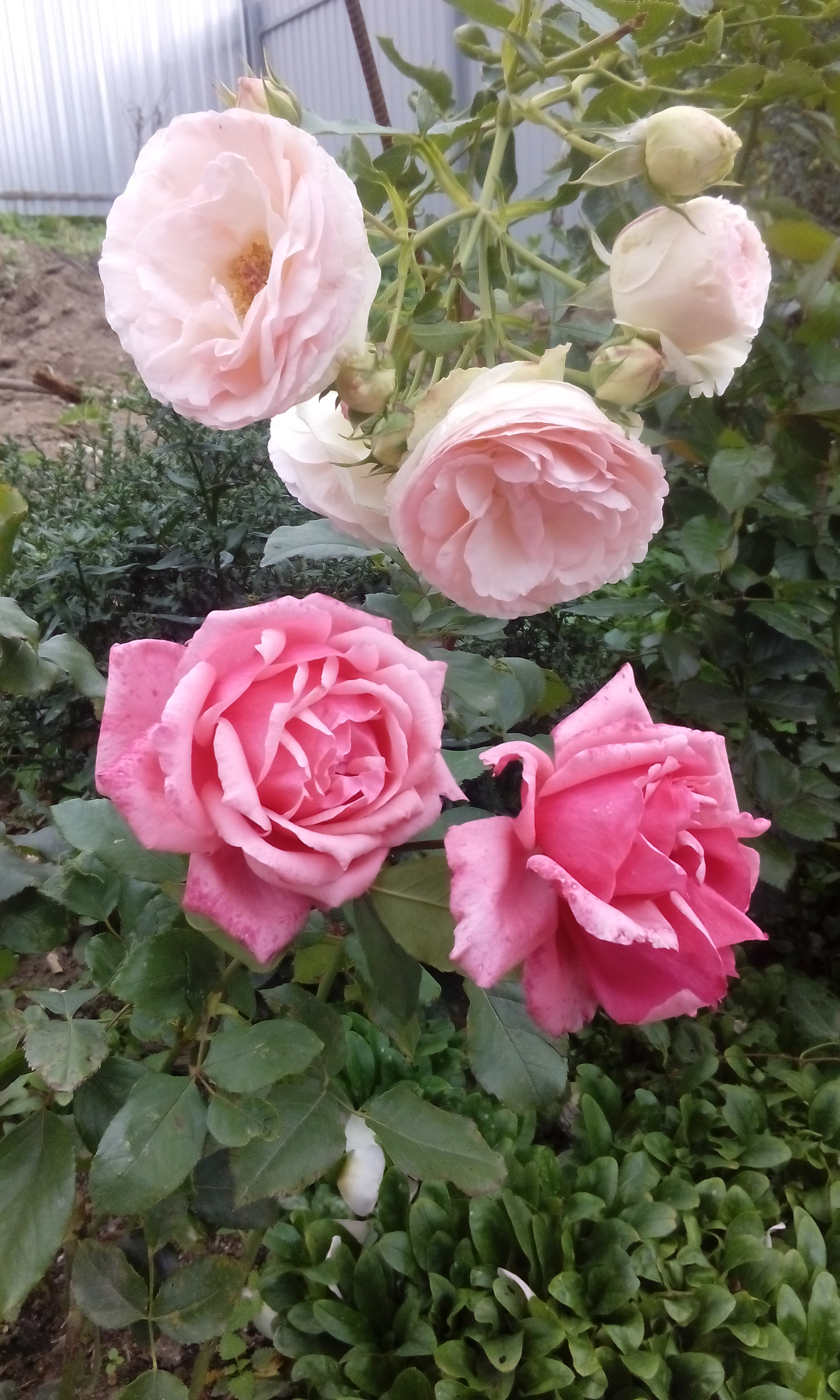 Роза цикламен