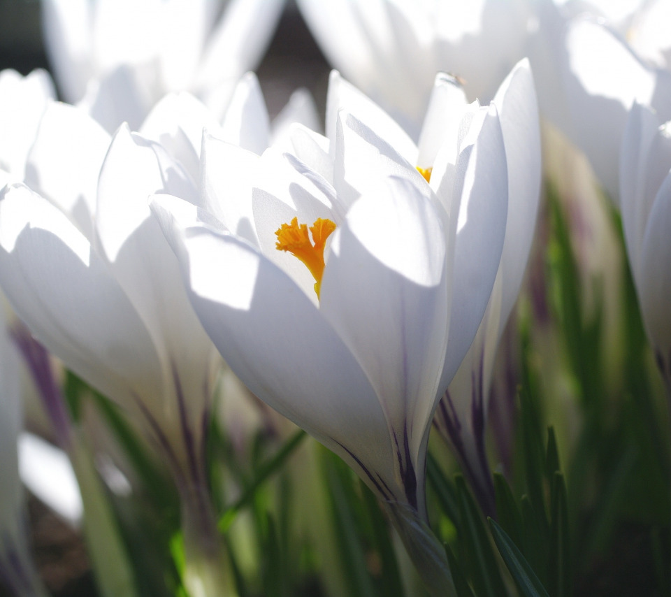 Белые цветы на солнце