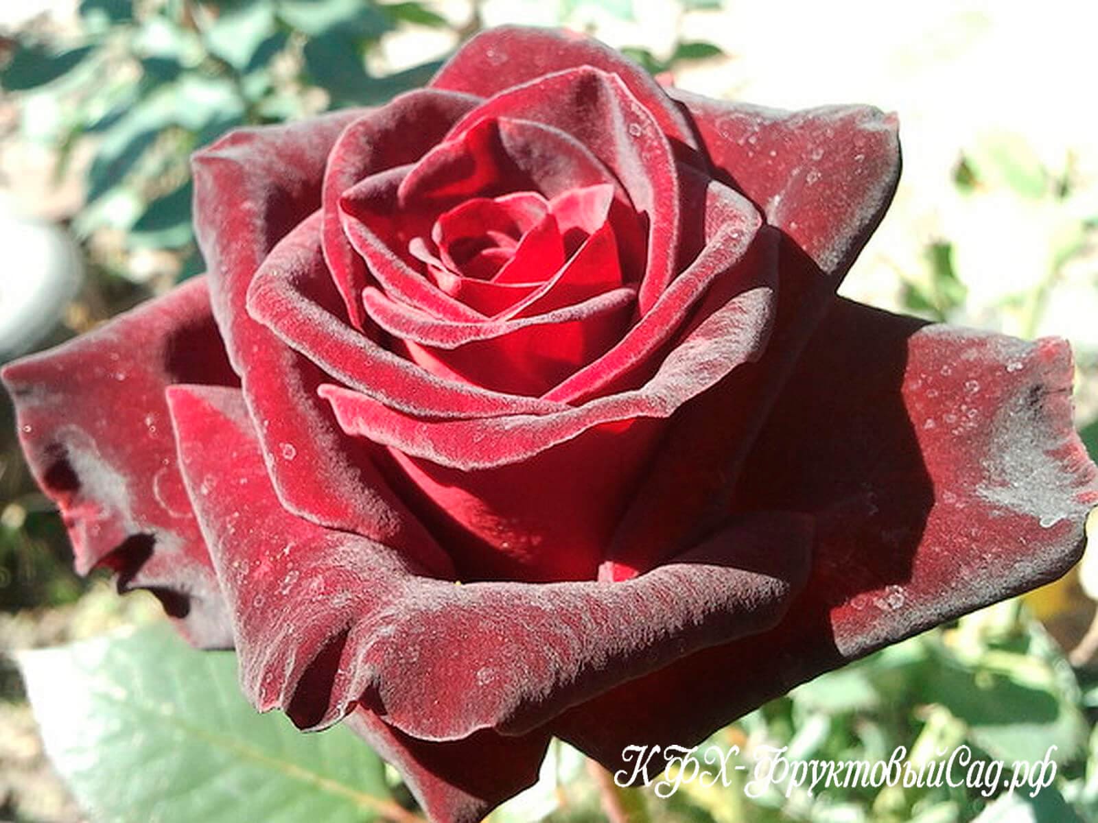 Сорт розы Блэк баккара