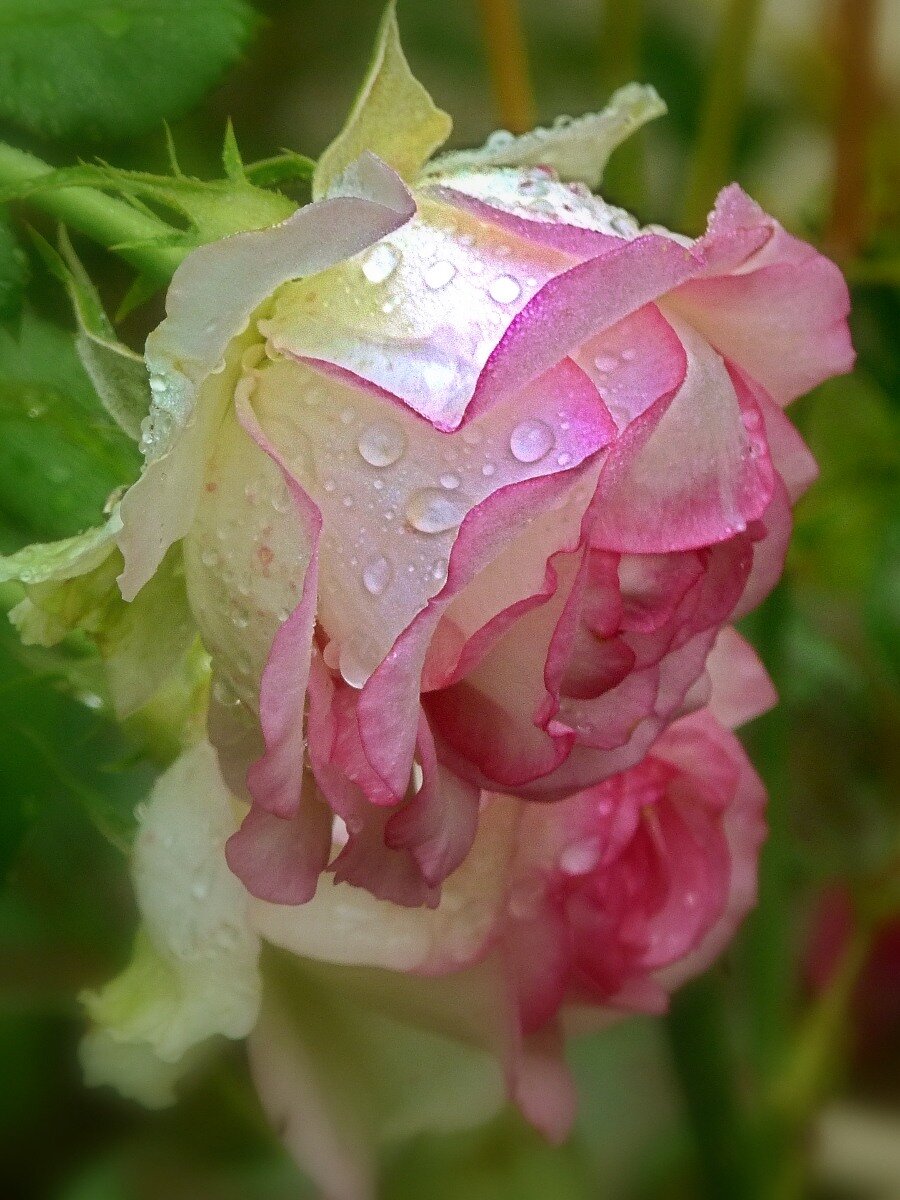 Мокрые розы