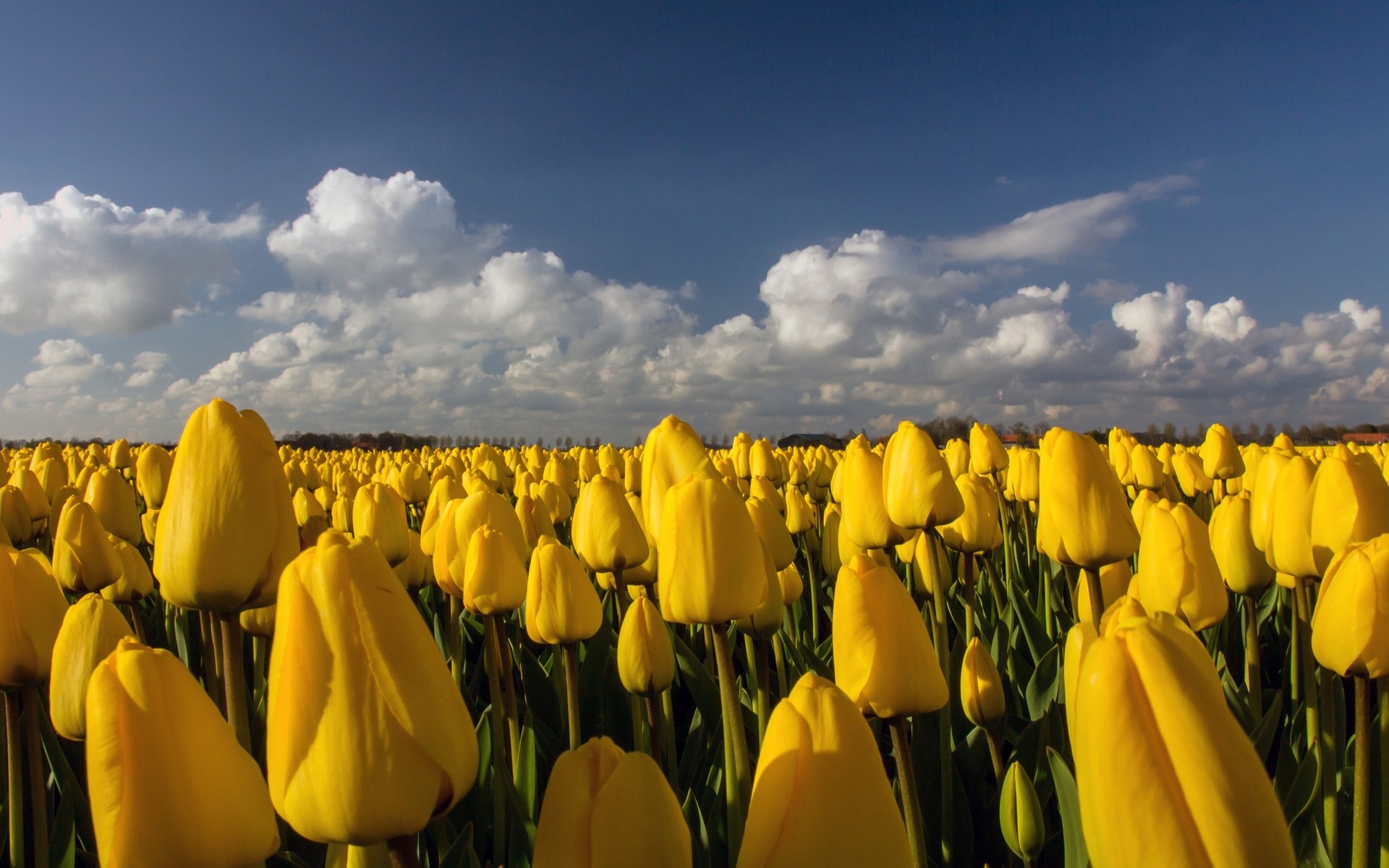 Тюльпан Yellow Flight