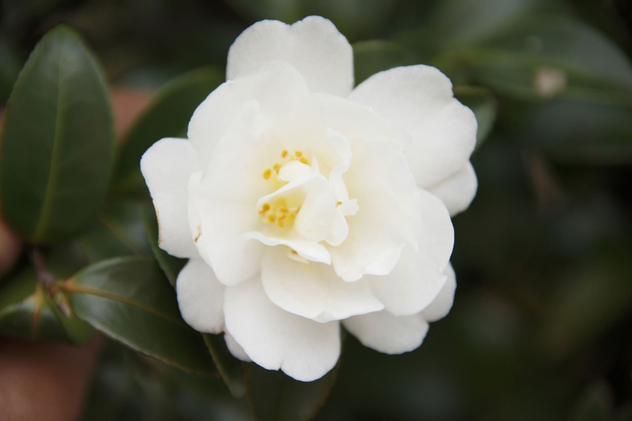 Камелия белая цветок