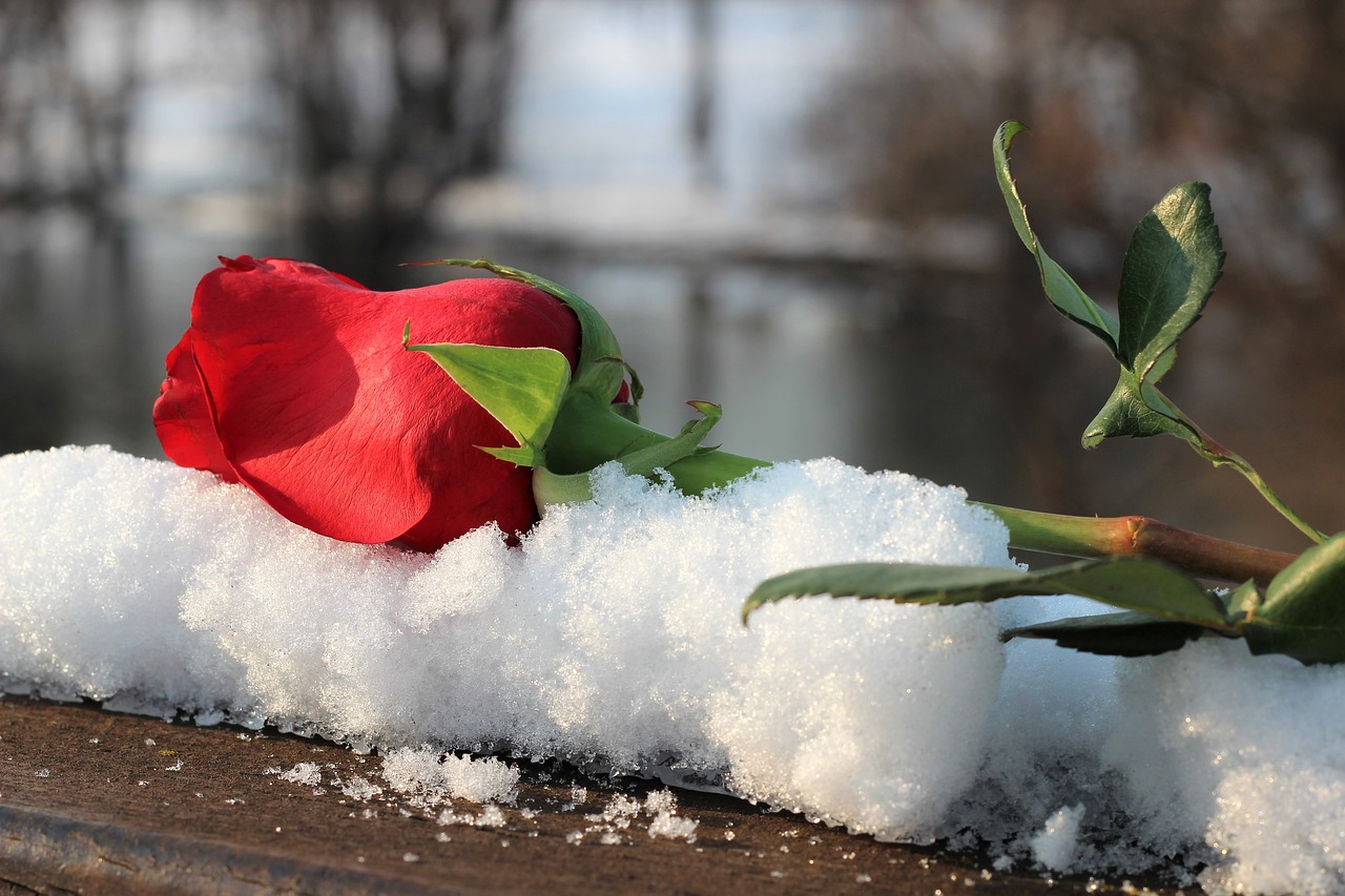 Цветы лежат на снегу