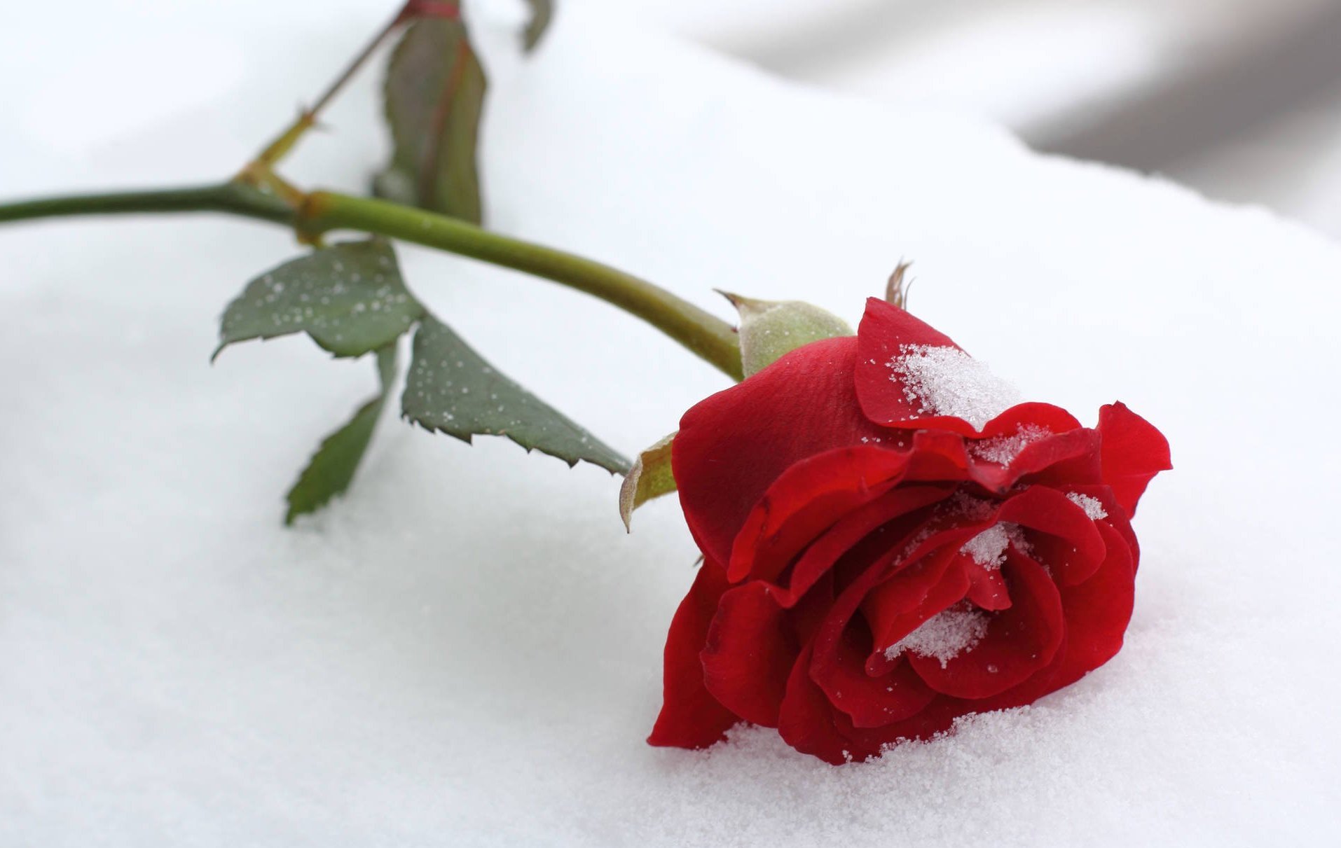 Бордовые розы на снегу