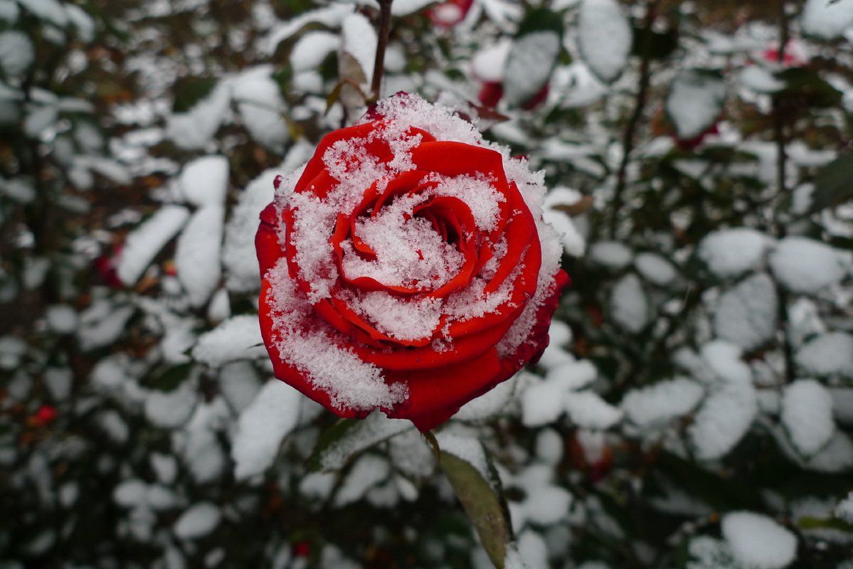 Картина розы в снегу