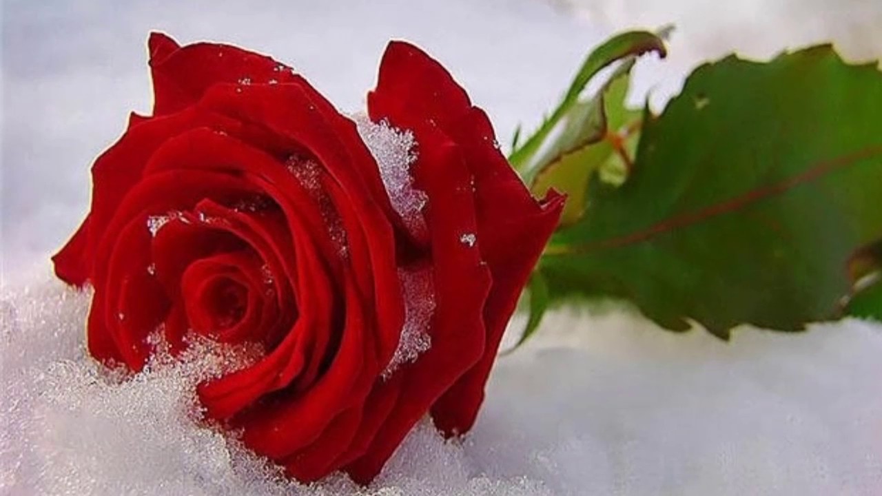 доброе утро розы фото красивые
