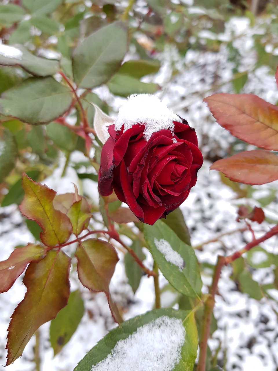 Snowfire роза