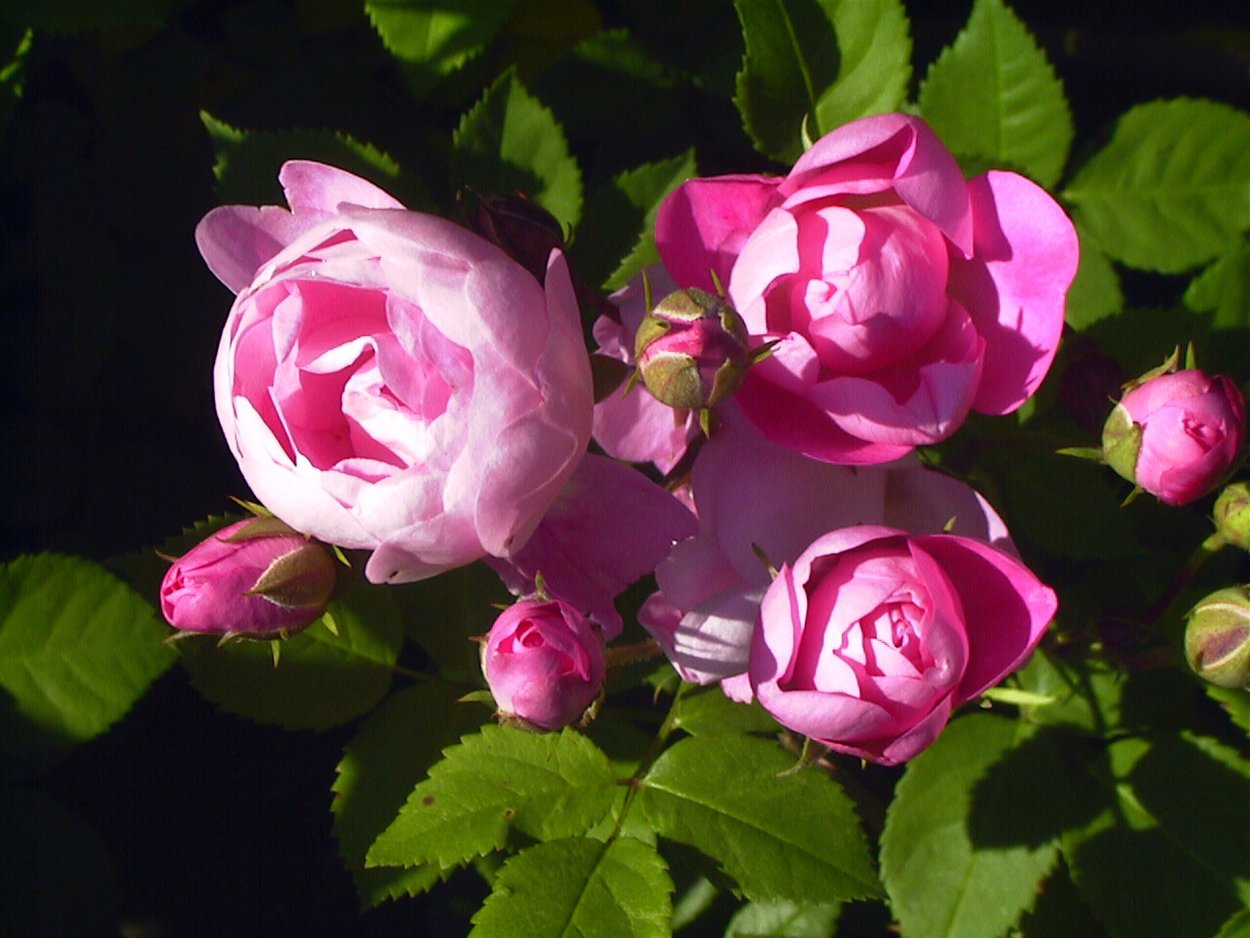 Rosa macrantha роза