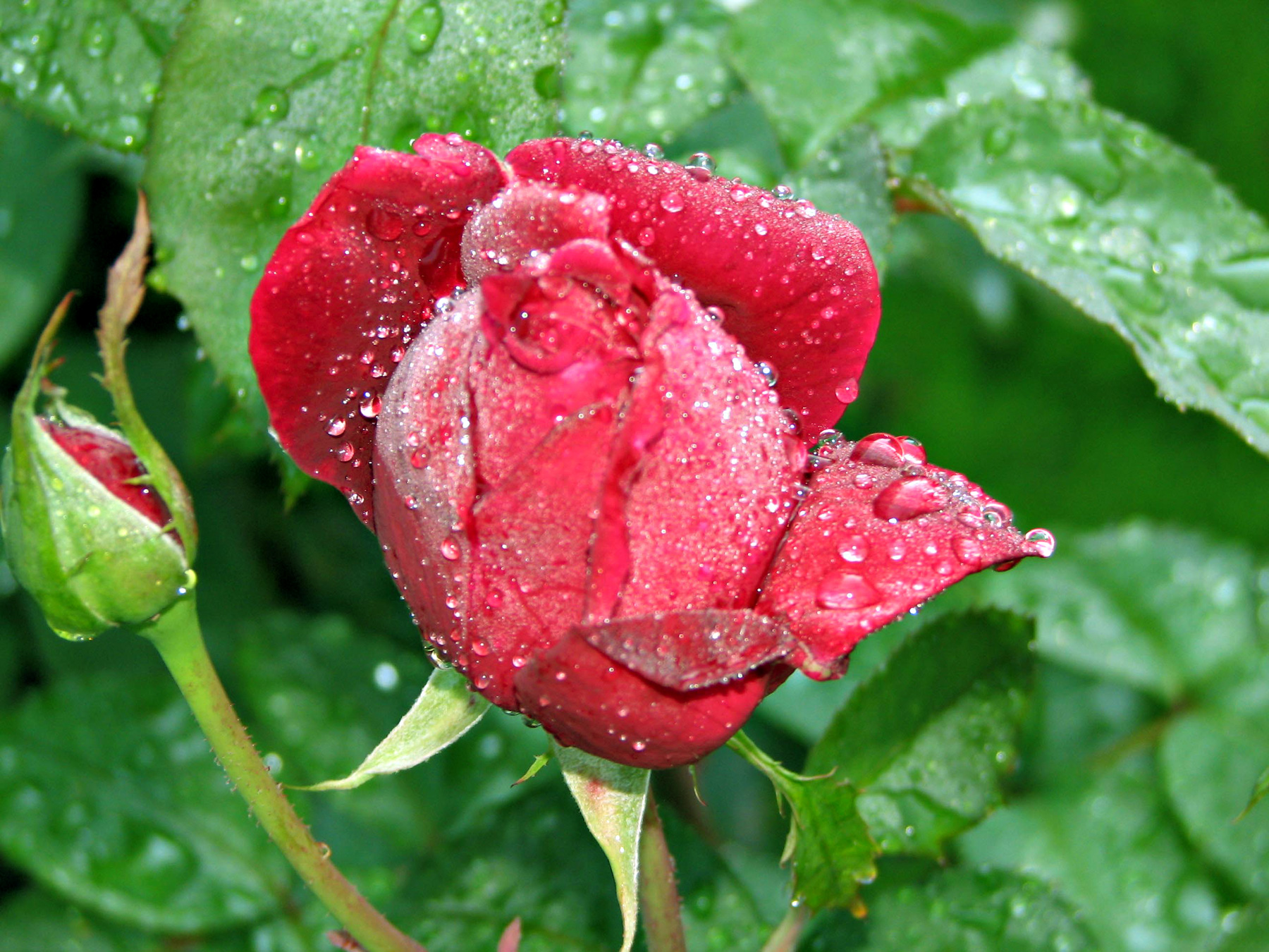 Красивая красная роза с капельками росы
