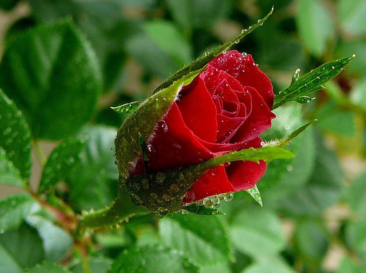 Колючая роза