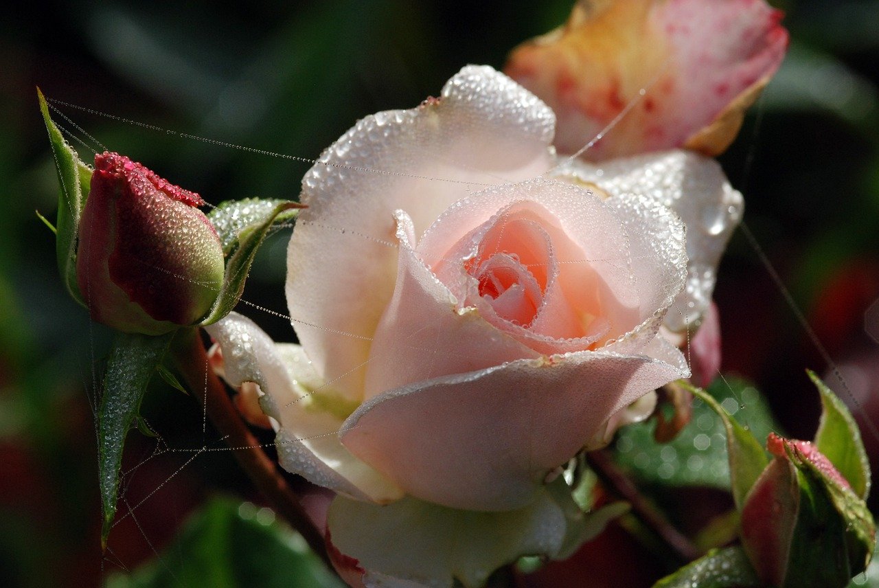 Утренняя роза в росе