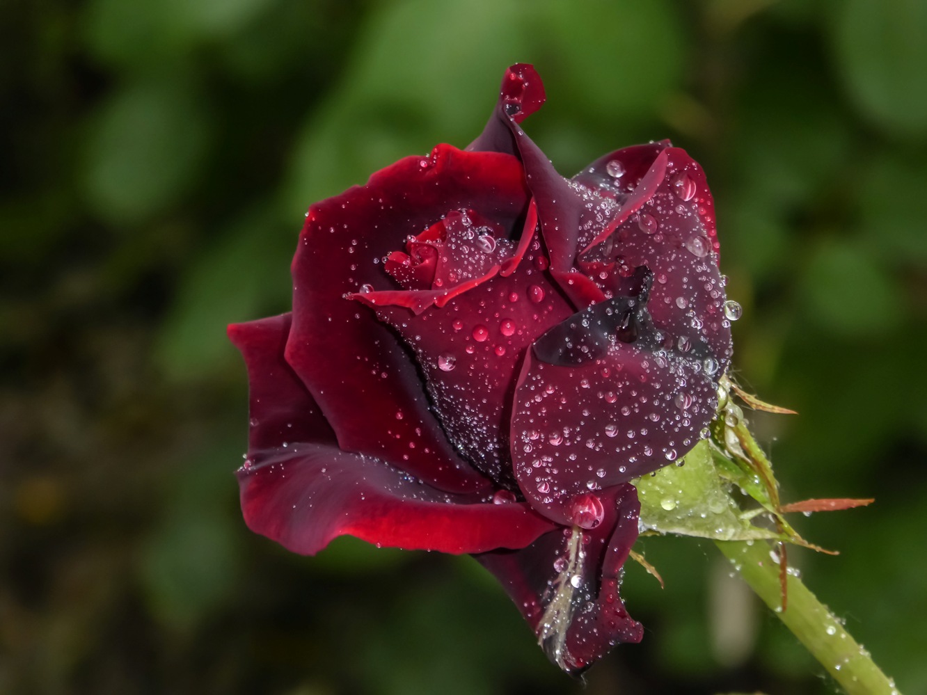 Бордовая роза с каплями росы