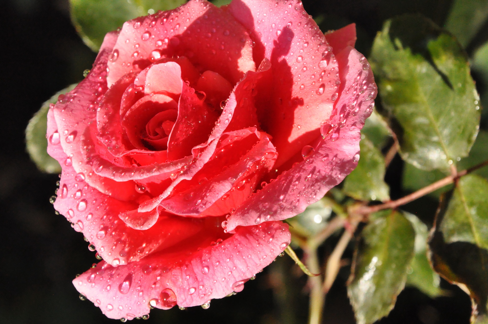 Роза капелька розовая