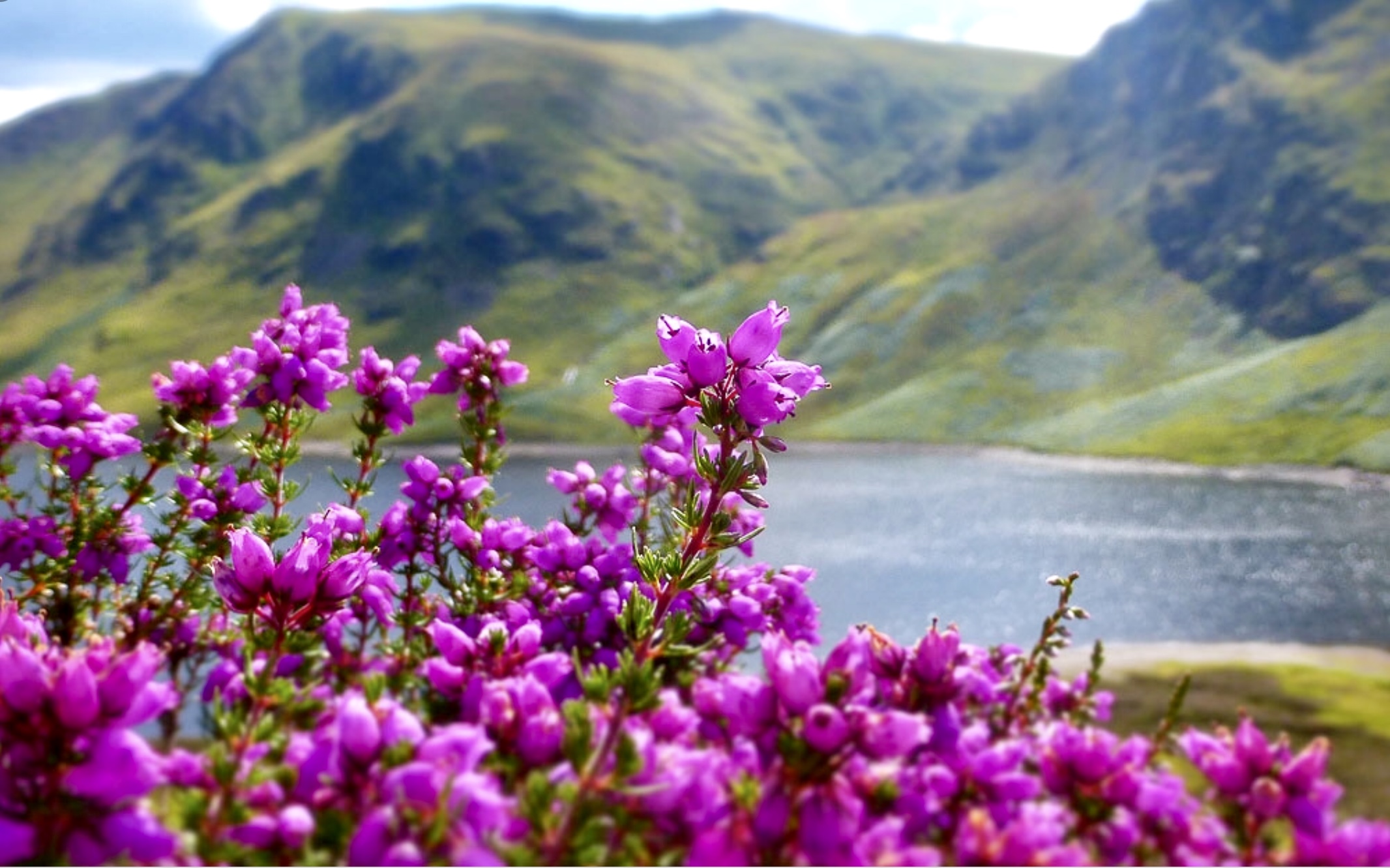 Вереск цветет в Шотландии