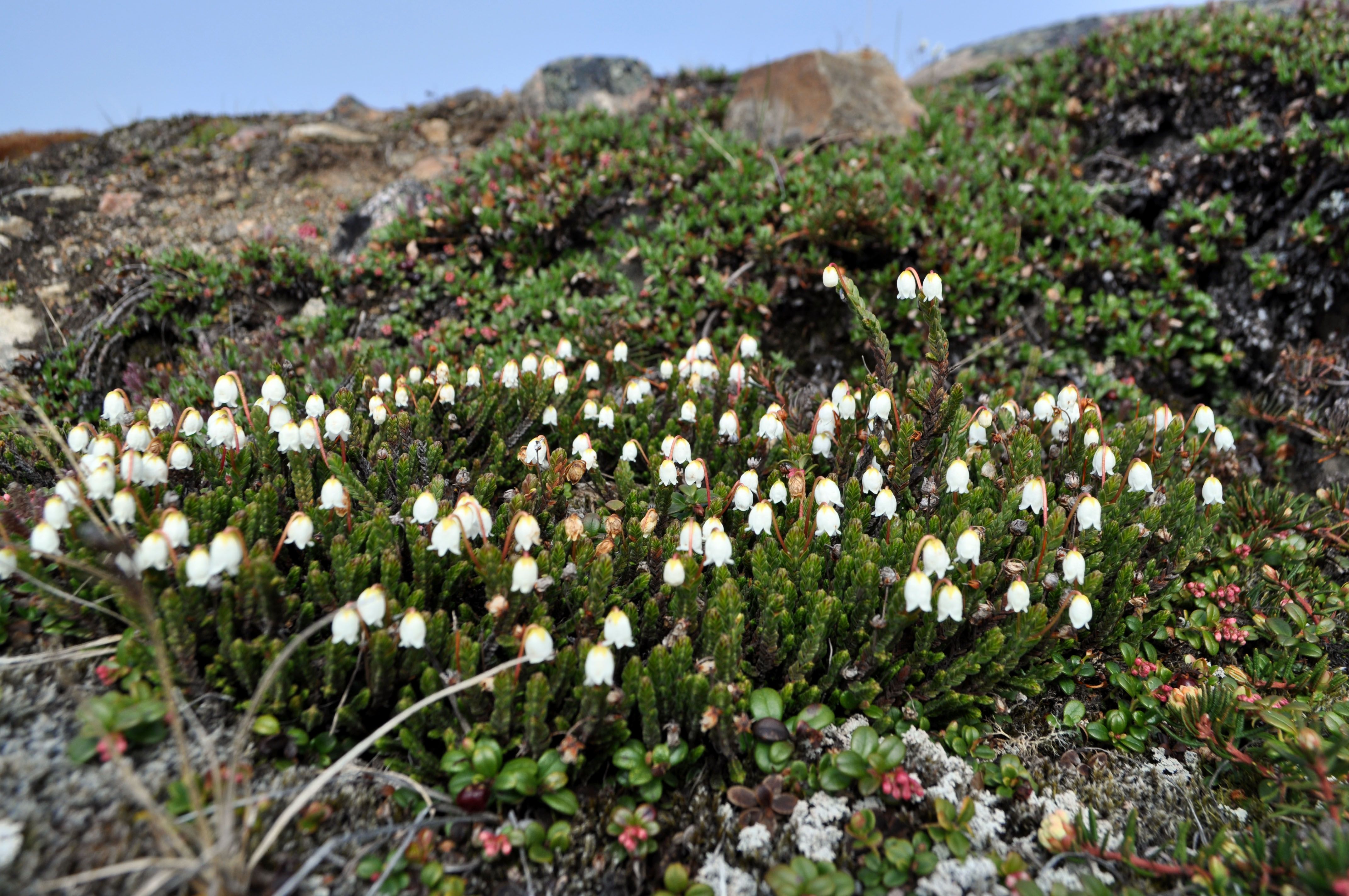 Cassiope Tetragona