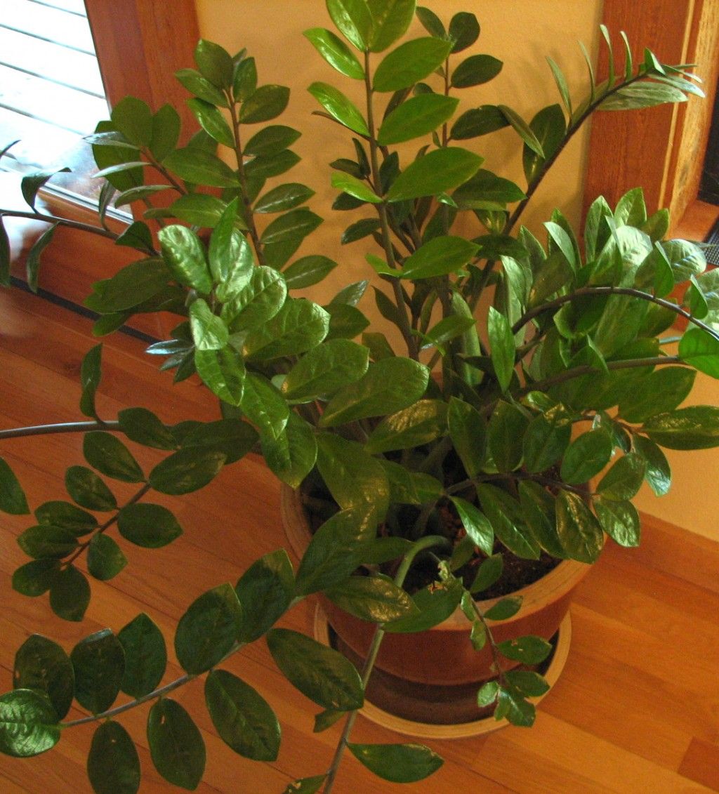 Комнатные растения с жесткими листьями