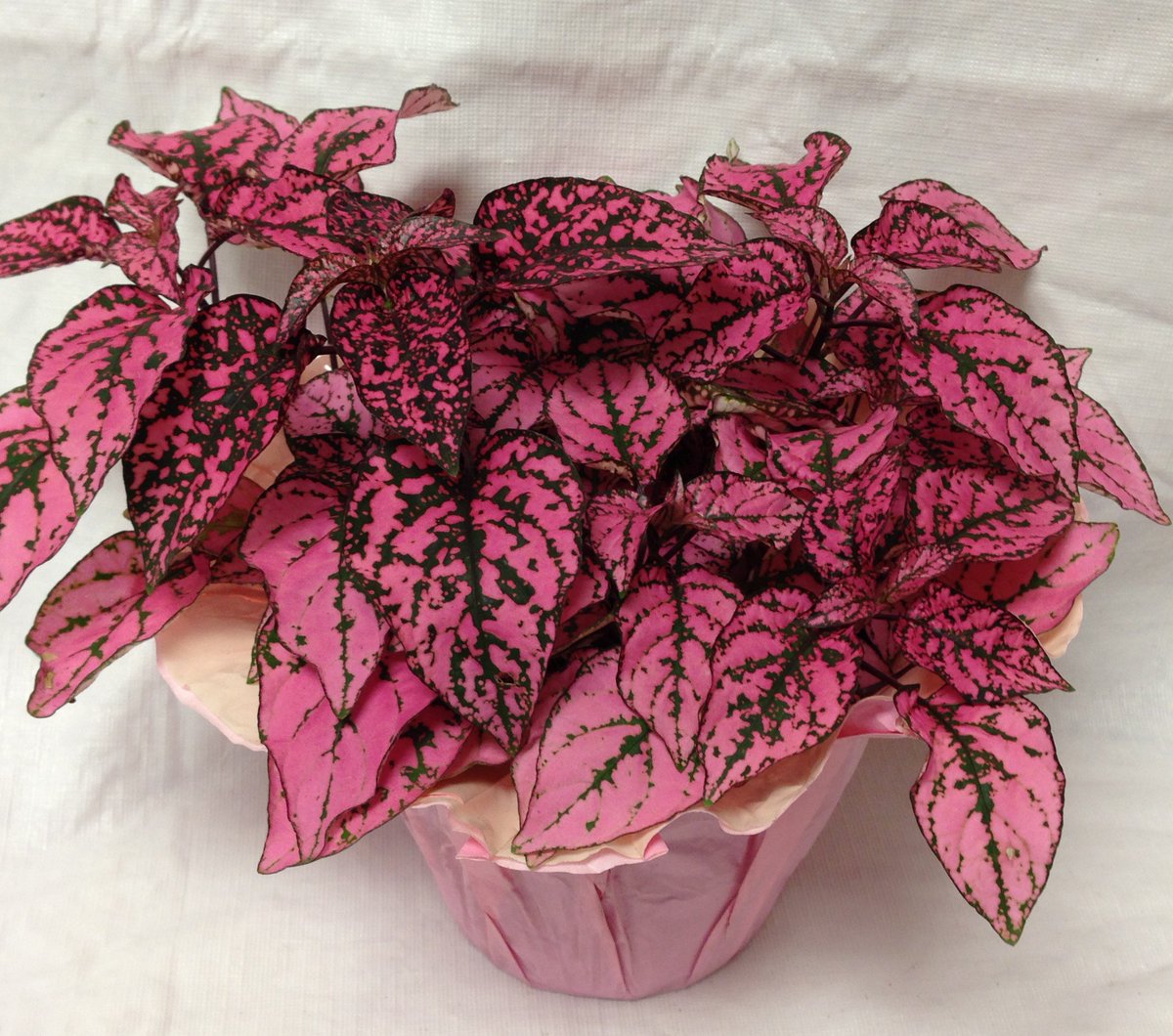 Комнатные растения с розовыми листьями фото и названия