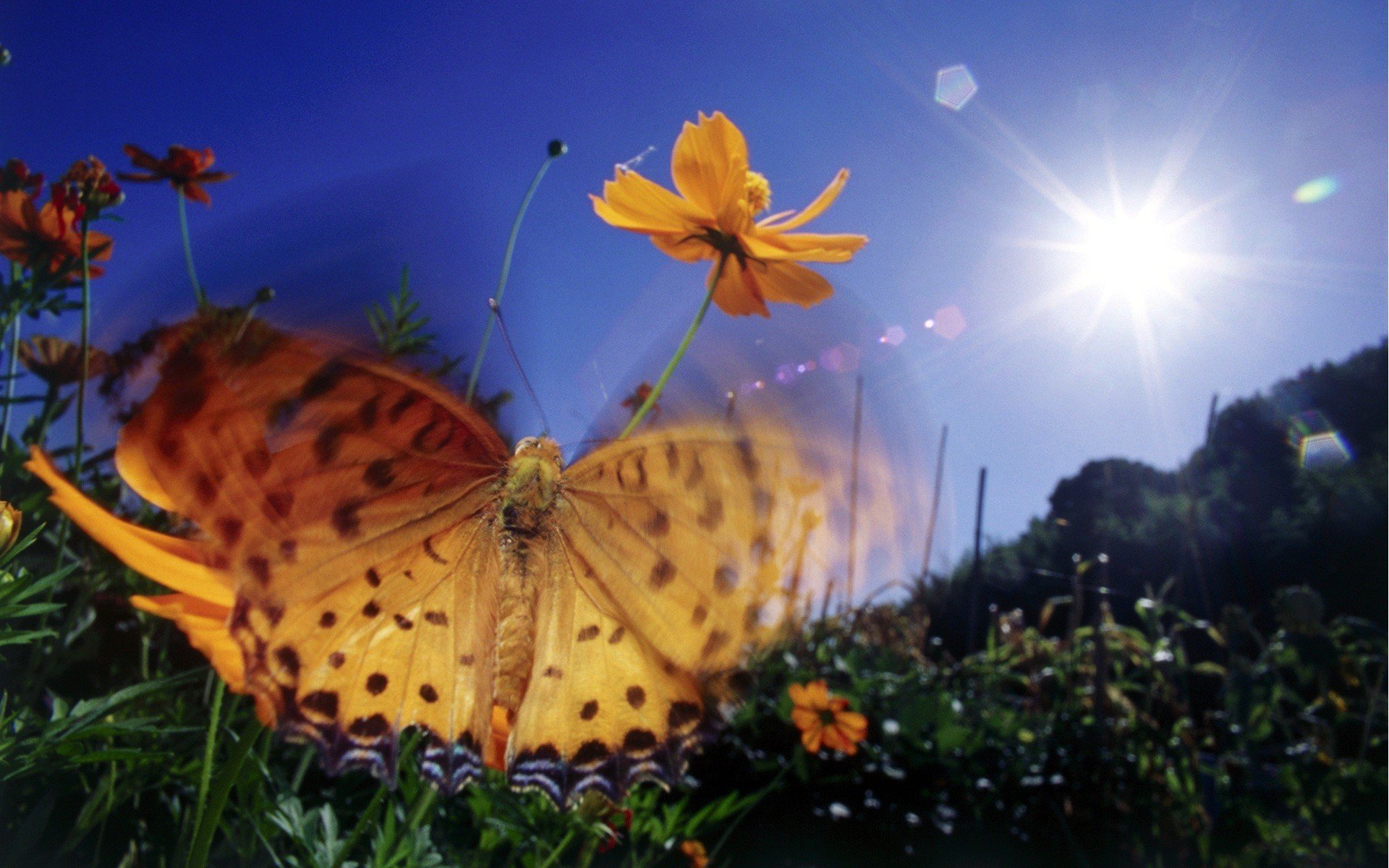 Летние Цветы С Бабочками