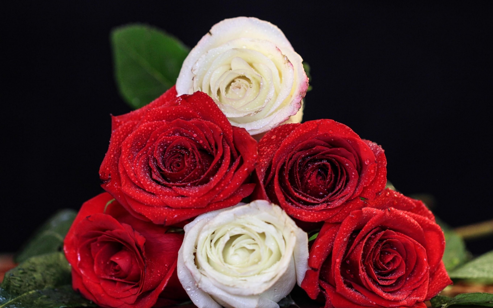 Красивые белые и красные розы
