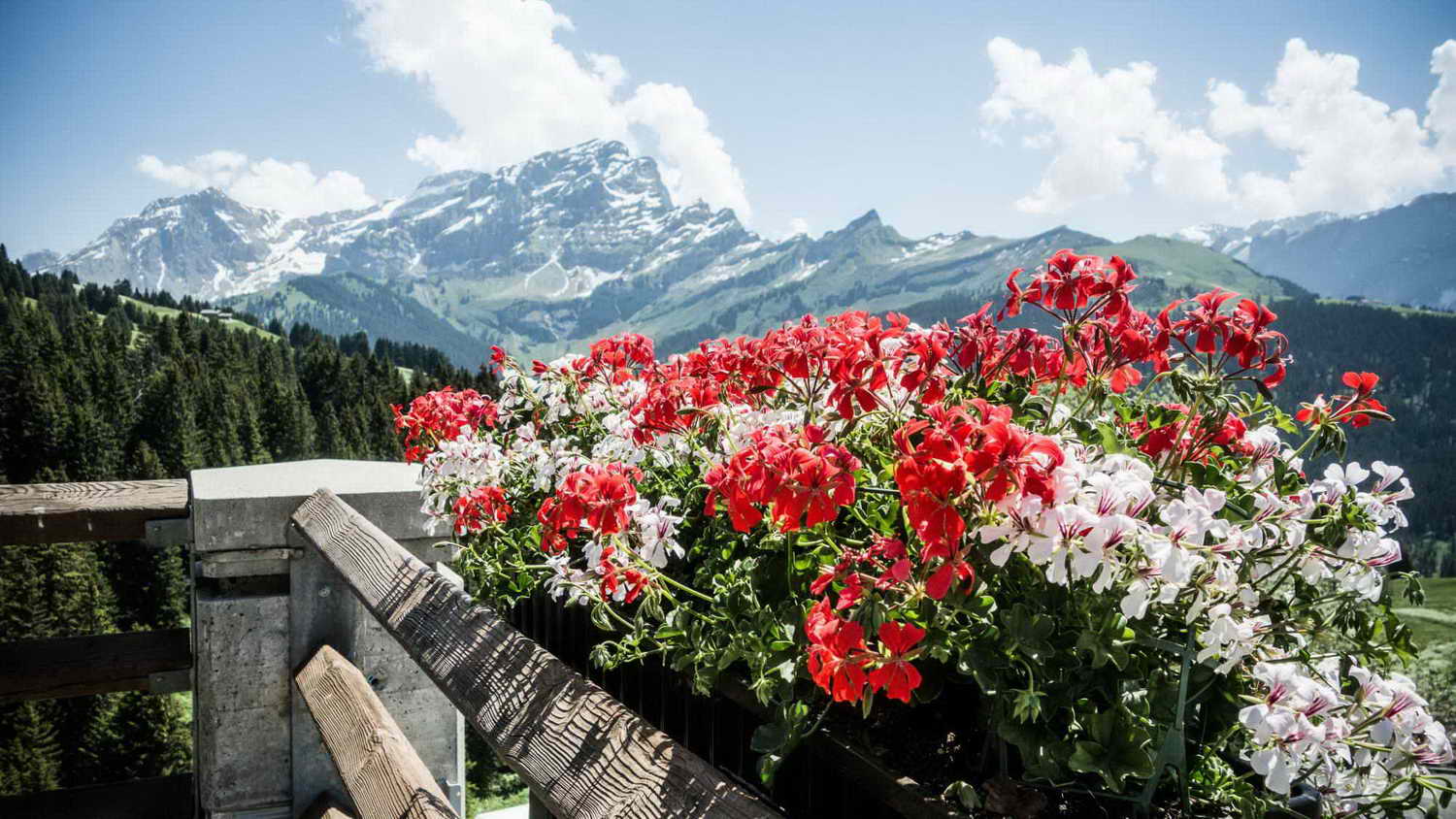 Швейцария Альпы цветы