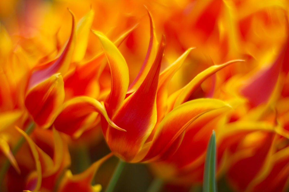 Огненный тюльпан