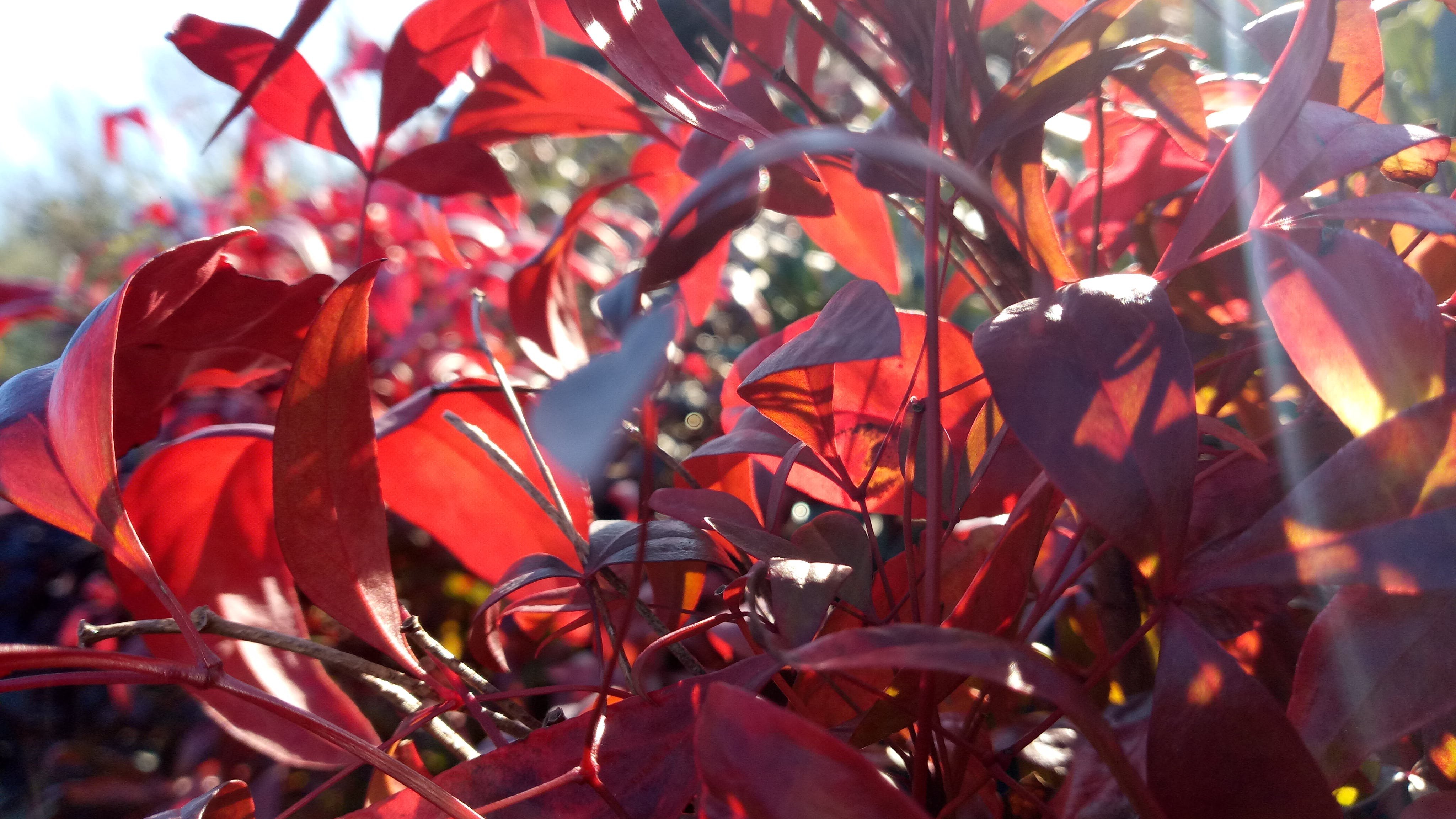 Сильва с красными листьями