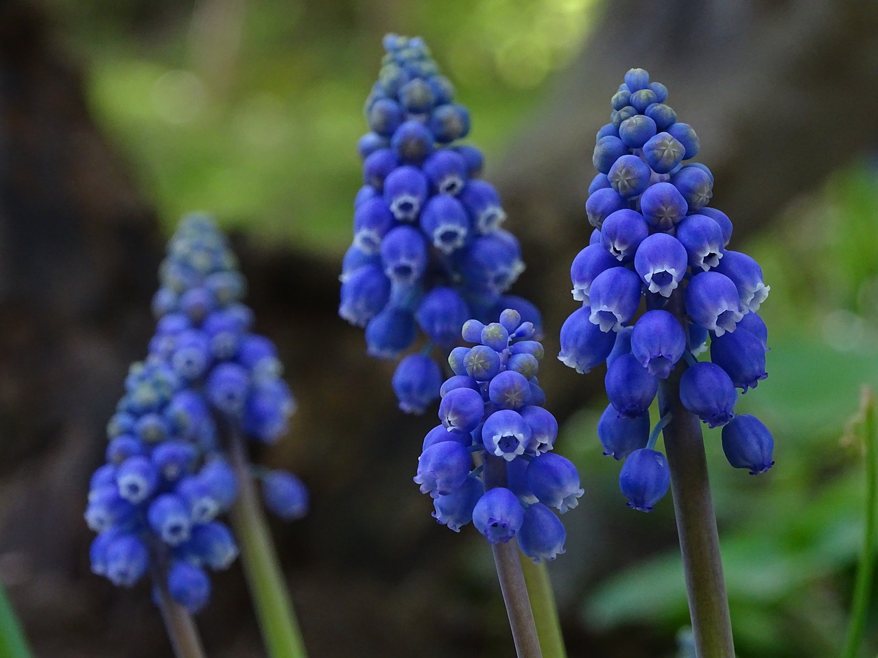 Мускари azureum