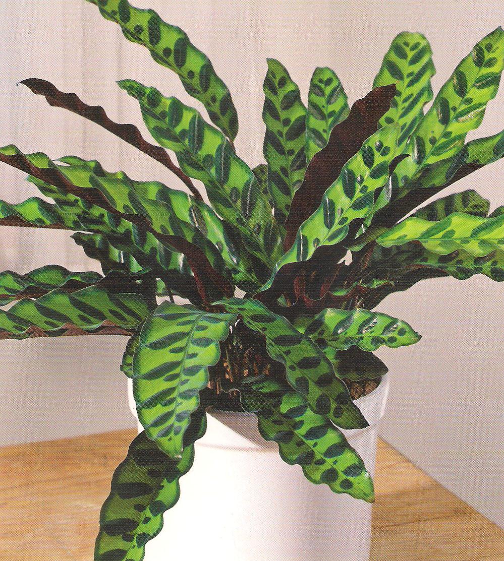 зеленый комнатный цветок фото