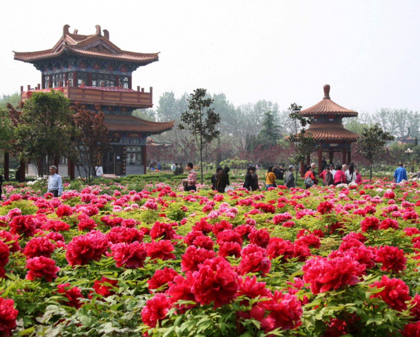 Китай парк пионов Лоян