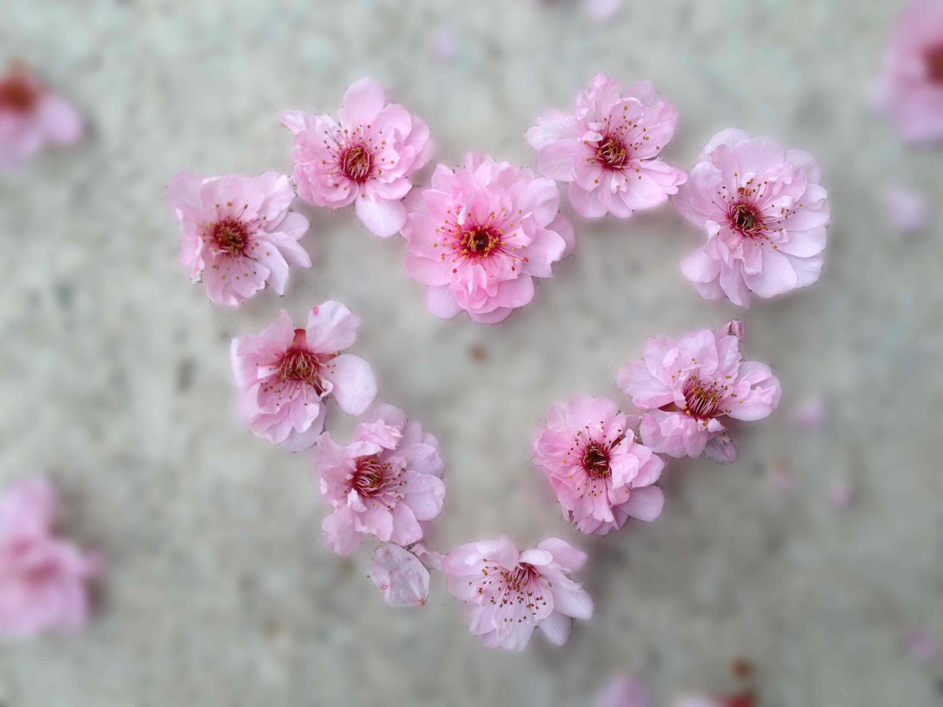 Мелкие розовые цветы