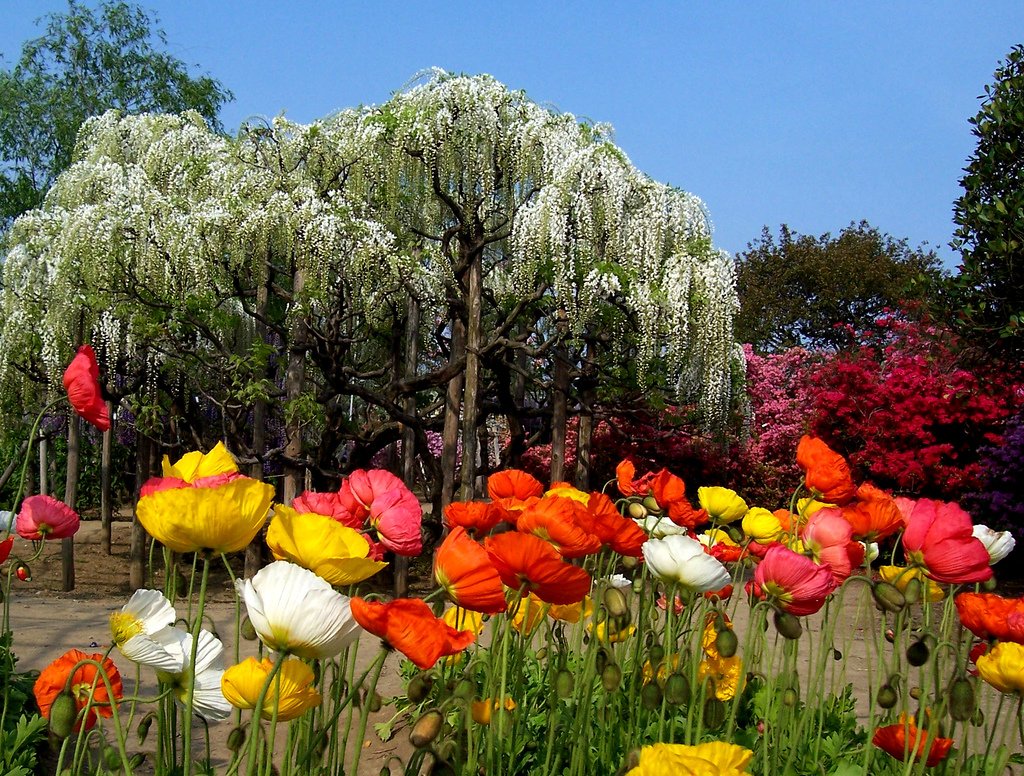 Сад - Асикага тюльпаны.