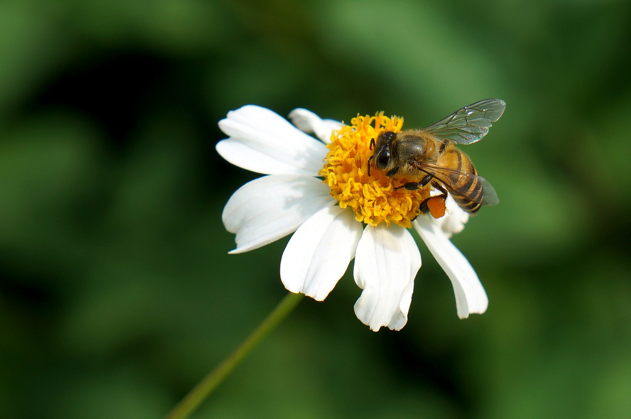 Пчелка На Цветочке