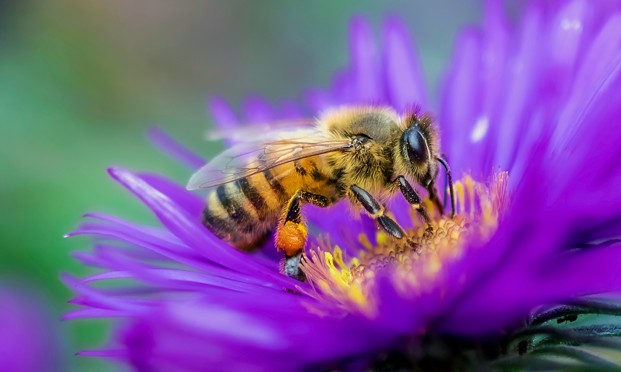 Пчелка На Цветочке