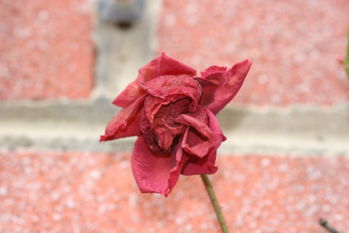 Цвет вянущей розы