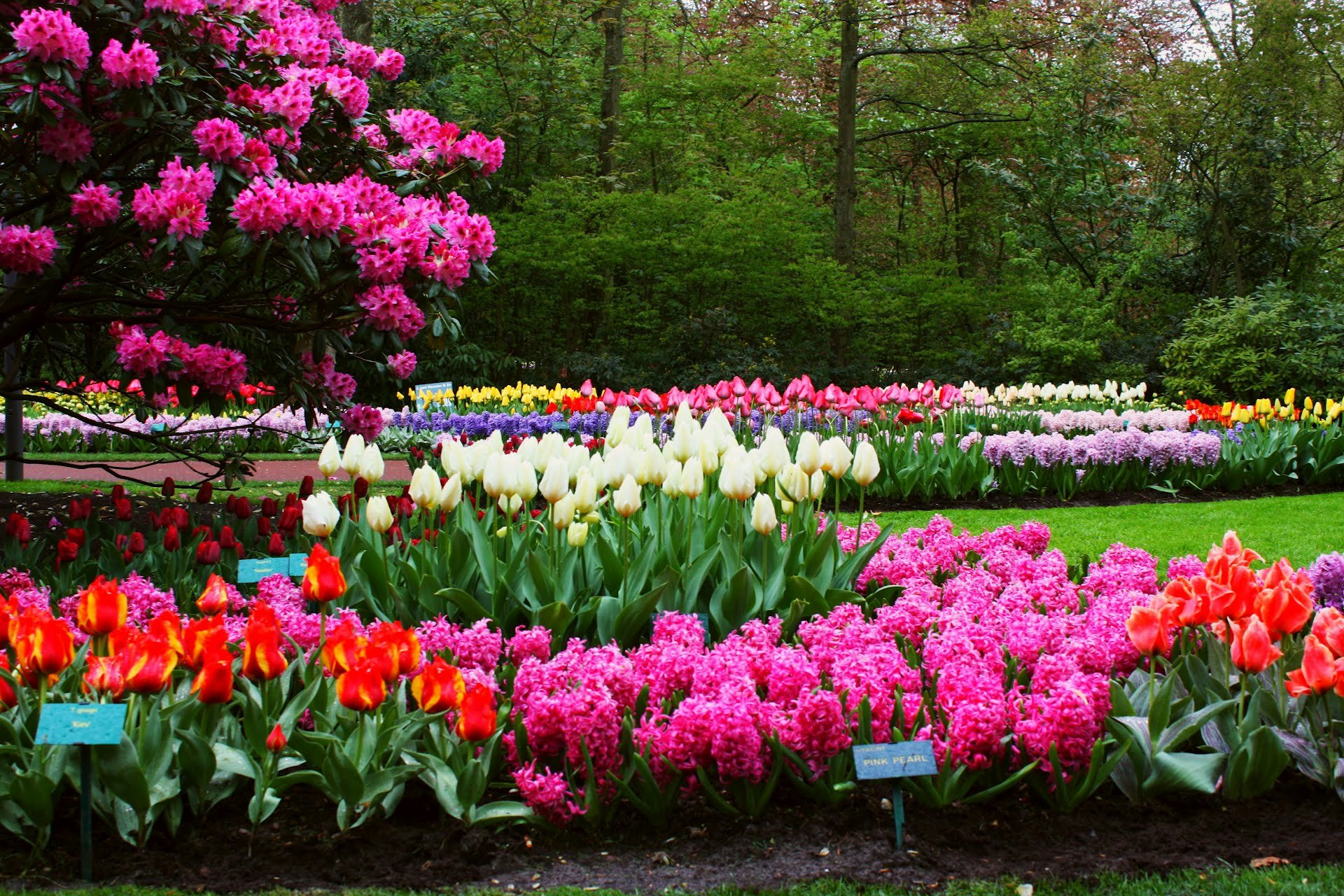 Парк Асикага тюльпаны