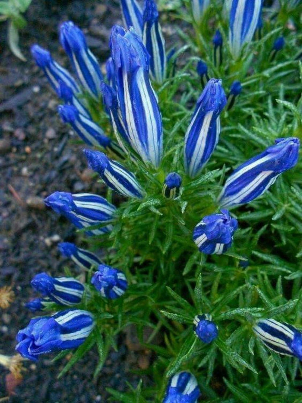 Многолетний цветок с синими цветами фото и названия