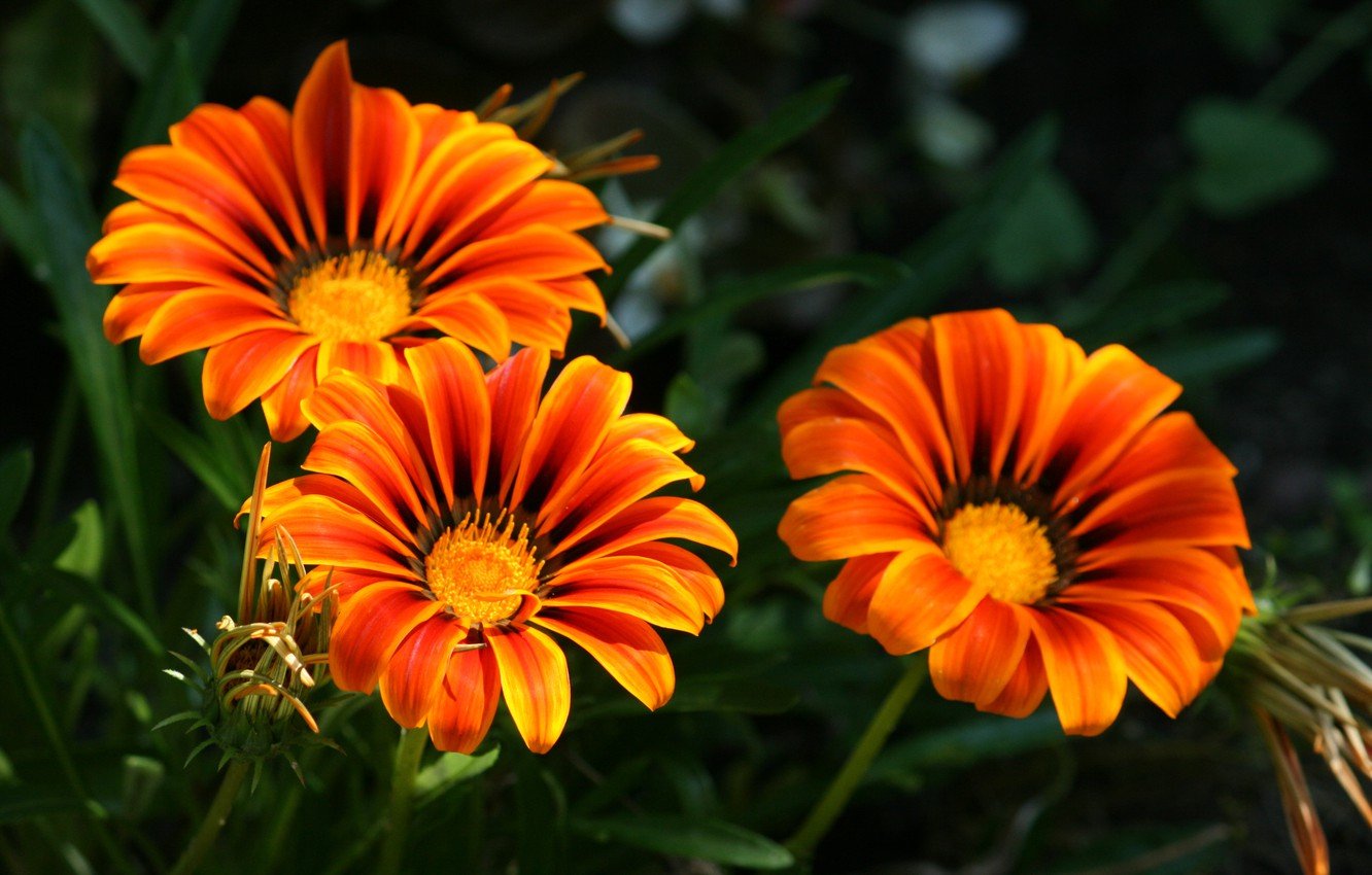 Цветок с желто оранжевыми цветами