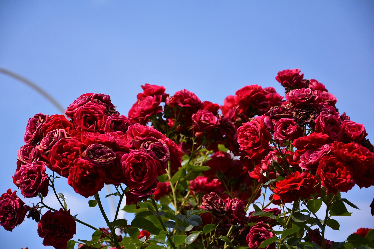 Краснодарские розы