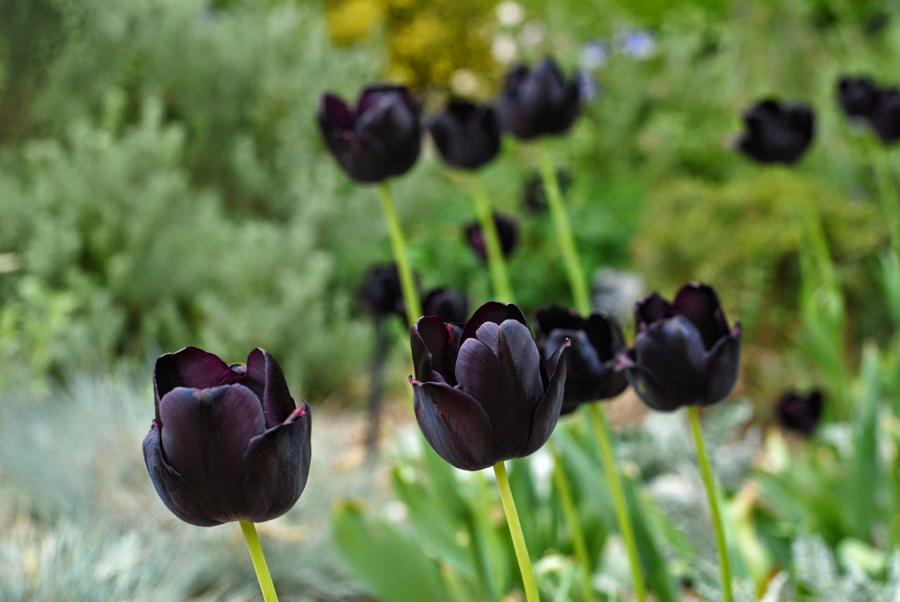 Черные тюльпаны Абхазия