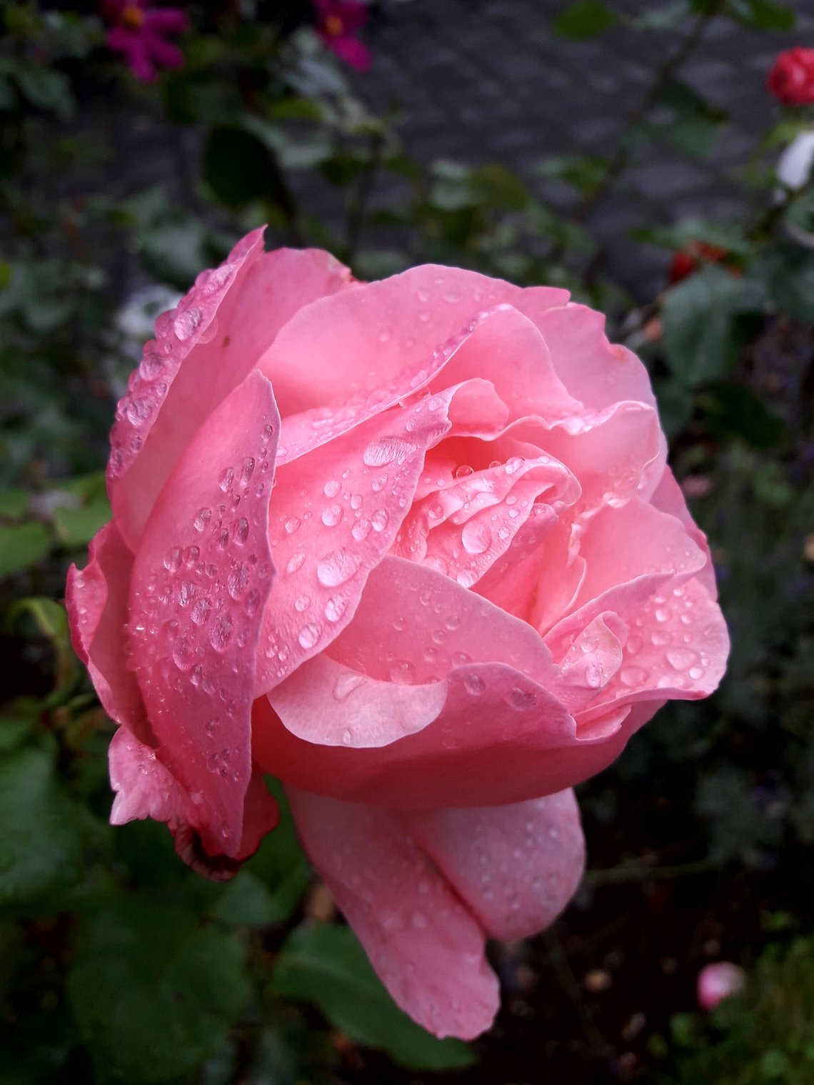 Розовые розы утренние